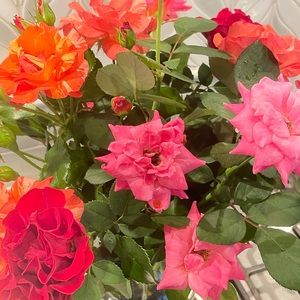 Meet your Posher, Kendra